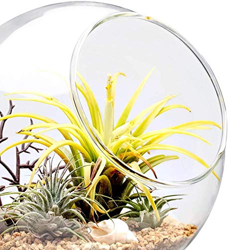Mkono Plant Terrarium Display Glass Tabletop Succulent Air Plant Planter Globe Microlandschaft House, M | Succulent Holder, Oblique Mouth Opening, DIY Airplant Display, Multi-Purpose, Home Balcony Office Decor, Plant Lover Gift