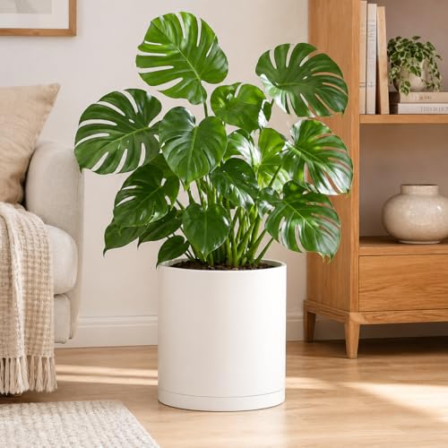 Giraffe Creation 14 Inch Cylinder Plant Pot, Modern Round Planter with Drainage Holes and Saucer, Durable Plastic Flower Pot for Indoor Outdoor Plants, White - color: White 14 Inch