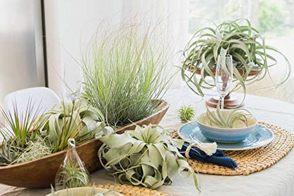 Stunning Flat Bottom Globe Terrarium Kit with Small Assorted Air Plants, Beige Stones and Moss Plant Terrarium - Live Tillandsia Air Plants Holder–Glass Terrariums for Plants and Succulents - size: Beige Stones, 2 Plants, With Moss