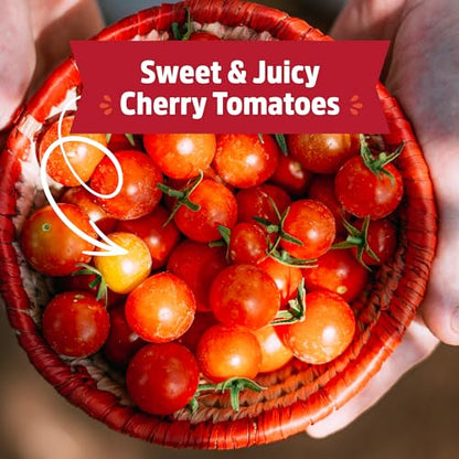 Back to the Roots Cherry Tomato Organic Windowsill Planter Kit - Grows Year Round, Includes Everything Needed For Planting - style: Tomato
