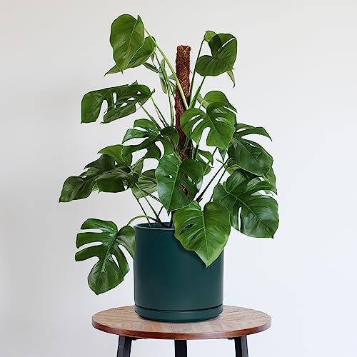 D'vine Dev 10 Inch Ceramic Planter Pot, Teal, 94-O-E-9 | Modern Cylinder Design, Drainage Hole & Saucer Included, Stable Structure, Elegant Home Accent - color: Teal, size: Large