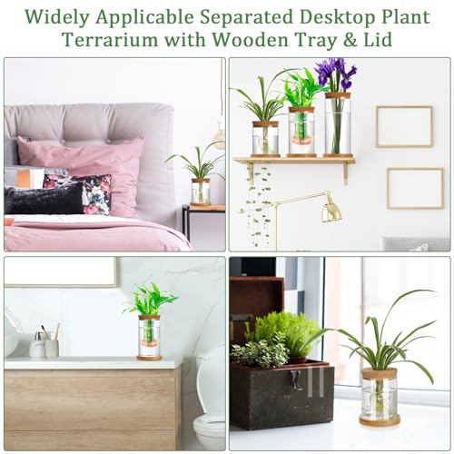 3 Pcs 3 Sizes Plant Propagation Station Separated Glass Plant Terrarium Water Hydroponic Planter Holder with Lid and Wooden Stand Propagation Vase Pot for Home Indoor Office(Various Sizes) - size: Various Sizes