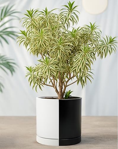 D'vine Dev 10 Inch Ceramic Planter Pot, Black White Split, 94-O-E-0 | Modern Cylinder Design, Drainage Hole & Saucer Included, Stable Structure, Elegant Home Accent - color: Split Monochrome Black & White, size: Large