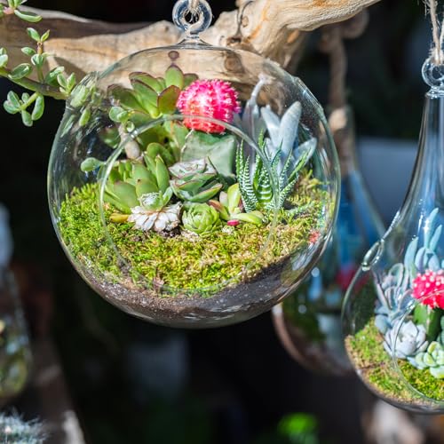 PATIKIL Round Globe Terrarium Air Plant Planter, 4 Inch High Borosilicate Glass Hanging Decorations for Succulent, Tillandsia, Clear - size: 4 Inch