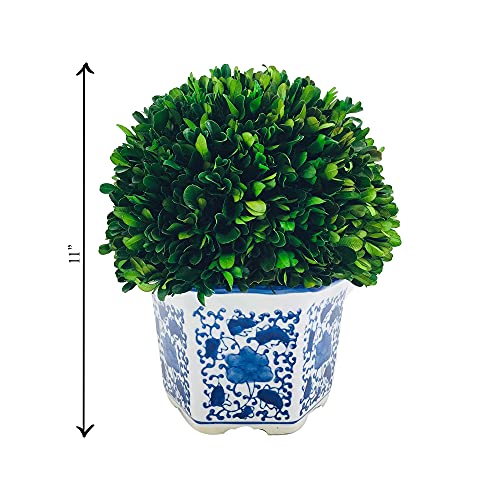 Galt International 11" Naturally Preserved Real Boxwood Ball in Hand-Painted Blue & White China Pot Planter Green Indoor Plant Home Decor (11" Tall Topiary) - size: Large 11" Hexagon Pot