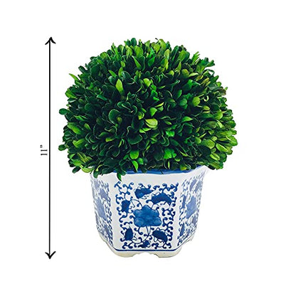 Galt International 11" Naturally Preserved Real Boxwood Ball in Hand-Painted Blue & White China Pot Planter Green Indoor Plant Home Decor (11" Tall Topiary) - size: Large 11" Hexagon Pot