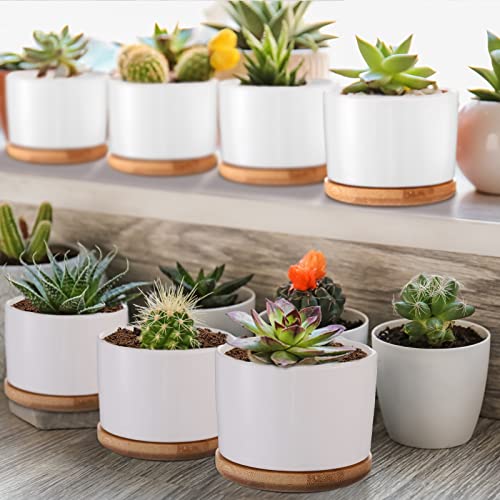 Cindeer 12 Sets Succulent Plant Pot Ceramic Succulent Pots Container Cactus Pots with Bamboo Tray Small Cylinder Flower Plant Pot with Bamboo Saucers for Plants Indoor Outdoor(White,3 x 2.17 Inch) - color: White