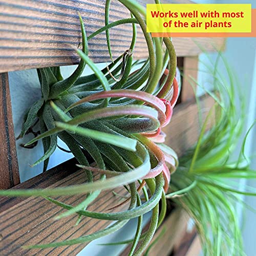 ShopLaLa Wooden Wall Planter for Succulents (40cm) Air Plant Wall Hanger | Indoor Outdoor, Live Orchid Wall Wood Display Frame Vertical Garden Balcony Deck Bathroom Macetas para Plantas De Aire - size: 40cm (15.7")