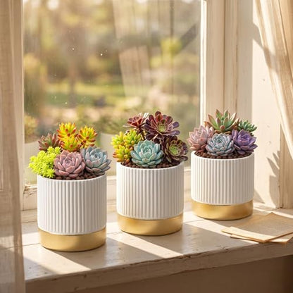 Set of 3 Cement Planter Pots with Drainage Hole,4 inch Plant Pots for Plants Indoor Houseplants,Succulent Pots Windowsil Planter (White&Gold) - color: White
