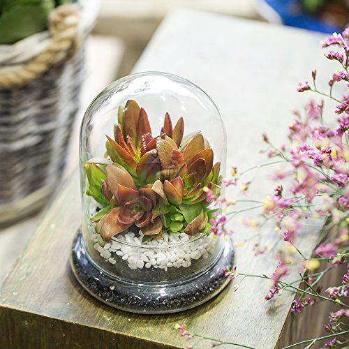 NCYP Small Clear Decorative Glass Terrarium Cloche with Air Hole - 4.7 x 4.7 x 6.3 Inches Glass Dome with Base for Miniature Carnivorous Plants (No Plants Included) - size: 4.7x4.7x6.3inches
