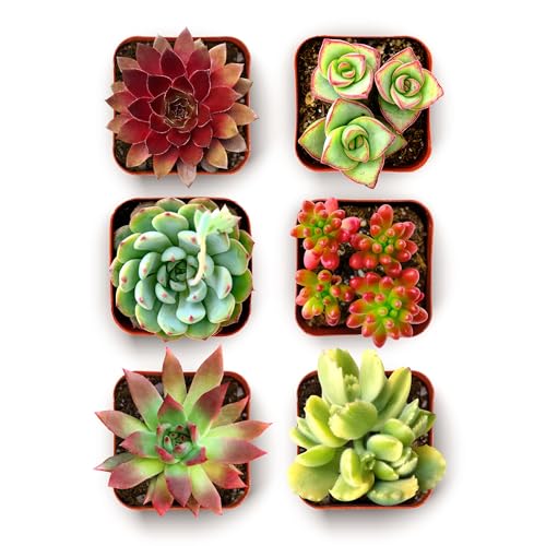 Shop Succulents Spring Beauties Bulk Succulent Plant Pack – Live Mini Succulent Plants, Bright Colorful Mix, Easy Care Houseplants – Gardening, Terrariums, Gifts & Party Favors, 2" Pots - size: 6 Pack