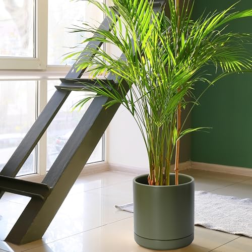 D'vine Dev 10 Inch Ceramic Planter Pot, Olive, 94-O-E-J | Modern Cylinder Design, Drainage Hole & Saucer Included, Stable Structure, Elegant Home Accent - color: Olive, size: Large