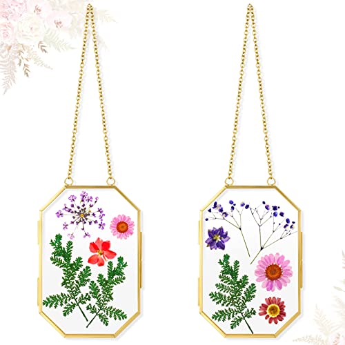 Qunclay 2 Pcs Double Glass Frame for Pressed Flower Frames Floating Wall Hanging Metal Chain for Display Dried Plant Specimen Picture Pretty Gifts for Mom Friends DIY Handy Craft(Gold,5 x 7 Inch) - color: Gold, size: 5 x 7 Inch
