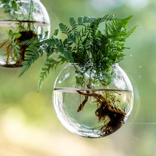 Window Propagation Stations, Oblate Glass Terrariums Planter with Suction Cup Hook, Wall Hanging Planters for Hydroponics Plants, Home, Office, Bathroom, Living Room Decor, Gift for Plant Lovers (2)
