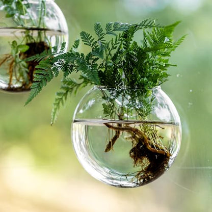 Window Propagation Stations, Oblate Glass Terrariums Planter with Suction Cup Hook, Wall Hanging Planters for Hydroponics Plants, Home, Office, Bathroom, Living Room Decor, Gift for Plant Lovers (2)