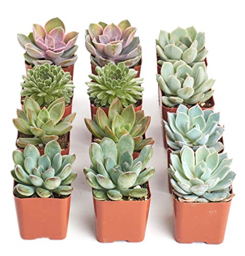 Shop Succulents Rosette Succulent Plant Pack Collection - Live Mini Succulent Plants, Low Maintenance, Floral Shaped Mix of Colors & Textures - Wedding and Party Favors, Gift & Garden, Pack of 12 - size: 12-Pack