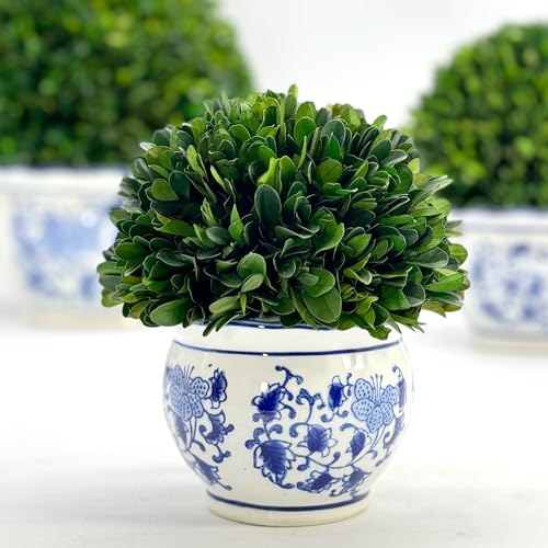 Galt International 7" Naturally Preserved Real Boxwood Ball in Hand-Painted Blue & White Round Bulb China Pot Planter Green Indoor Plant Home Decor (Small 7" Tall Topiary) - size: Small 7" Round Pot