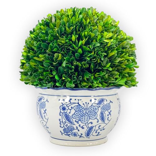 Galt International 11" Naturally Preserved Real Boxwood Ball in Hand-Painted Round Bulb Blue & White China Pot Planter Green Indoor Plant Home Decor (11" Topiary) - size: Large 11" Round Pot