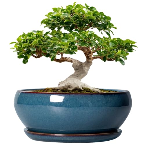 SQOWL Bonsai Tree Pots - 12 Inch Ceramic Succulent Pots, Large Shallow Planter with Drainage Hole and Saucer, Bowl Round Planters for Indoor Outdoor Plants, House Decor, House Warming Gifts, Blue - color: Retro Blue, size: 12 Inch