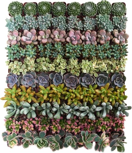Shop Succulents Assorted Succulent Plant Pack Collection - Live Mini Succulent Plants, Low Maintenance, Mixture of Colors & Textures - Wedding and Party Favors, Gift & Garden - size: 64 Pack