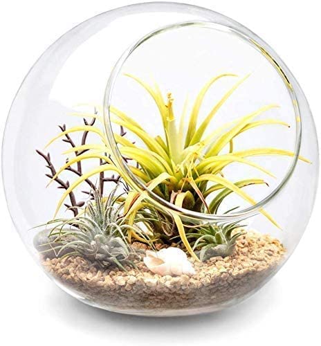 Mkono Plant Terrarium Display Glass Tabletop Succulent Air Plant Planter Globe Microlandschaft House, M | Succulent Holder, Oblique Mouth Opening, DIY Airplant Display, Multi-Purpose, Home Balcony Office Decor, Plant Lover Gift