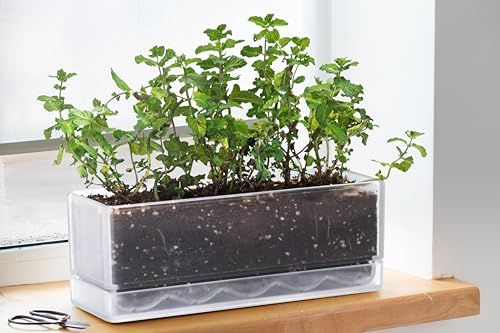 D'vine Dev 2-Pack Rectangular Planters, 12 x 4.5 in, Clear, 76-X-D-2 | Minimalist Design, Large Planting Capacity, Drainage Holes & Saucer, Thick-Walled Durable Build, Ideal for Windowsills - color: Clear