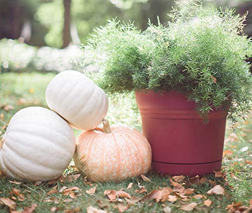Bloem SP0513 Saturn Planter w/Saucer 5" Burnt Red, 5" - color: Burnt Red, size: 5"