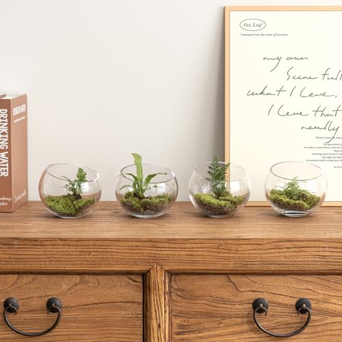 MyGift 5 Inch Clear Glass Round Bowl Air Plant Terrariums, Set of 4 | Versatile glass vessels showcase plants, candles, and decorative accents for weddings, events, shelves, and tabletop displays - size: Set of 4 (Round)