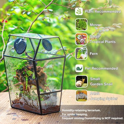 NCYP Gothic Glass Enclosure for Jumping Spider, Snails, Insects - Front Opening Door Geometric Terrarium with Vent Holes, Indoor Tabletop Coffin Shape Decor, Black (Terrarium Only)