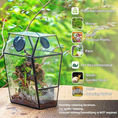 NCYP Gothic Glass Enclosure for Jumping Spider, Snails, Insects - Front Opening Door Geometric Terrarium with Vent Holes, Indoor Tabletop Coffin Shape Decor, Black (Terrarium Only)