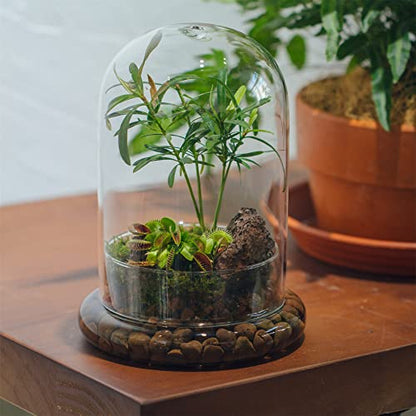 NCYP Glass Cloche Dome with Air Hole and Base, 5.9 x 5.9 x 8.2 Inches, Clear Terrarium Planter for Venus Flytrap, Small Plants, Home Indoor Tabletop Decoration (No Plants) - size: 5.9x5.9x8.2inches