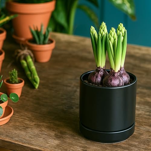 D'vine Dev 2-Pack Ceramic Pots with Saucers, Black, 4/6 in, 94-G-S-2 | Glazed Ceramic, Drainage Hole, Perfect-Fit Saucer, Sleek Cylinder Shape, High Temperature Fired, Elegant Home Accent - color: Black, size: Small
