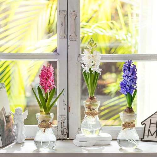 Small Glass Vases for Centerpieces - Hewory 12pcs Clear Mini Hyacinth Avocado Growing Bud Vase Bulk, Cute Tiny Flower Bulb Forcing Plant Containers Set for Wedding Home Living Room Table Decorations