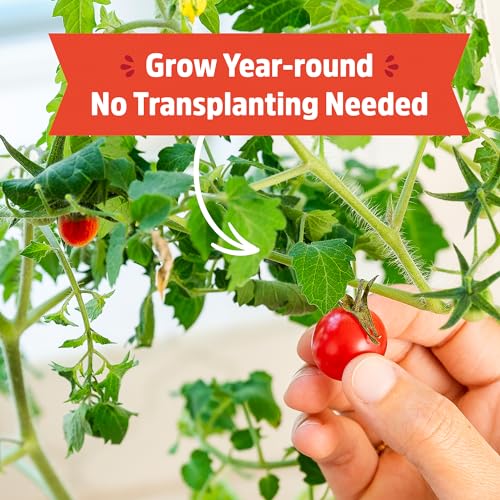Back to the Roots Cherry Tomato Organic Windowsill Planter Kit - Grows Year Round, Includes Everything Needed For Planting - style: Tomato