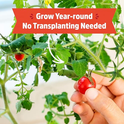 Back to the Roots Cherry Tomato Organic Windowsill Planter Kit - Grows Year Round, Includes Everything Needed For Planting - style: Tomato