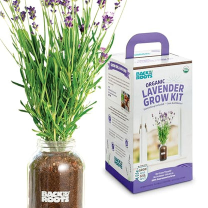 Back to the Roots Windowsill Planter: Lavender - style: Lavender
