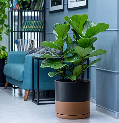 D'vine Dev 2-Pack Ceramic Pots with Saucers, 8/10 in, Black/Tan, 94-G-L-7 | Glazed Ceramic, Drainage Hole, Perfect-Fit Saucer, Sleek Cylinder Shape, High Temperature Fired, Elegant Home Accent - color: Black/Speckled Tan, size: Large