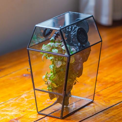 NCYP Gothic Glass Enclosure for Jumping Spider, Snails, Insects - Front Opening Door Geometric Terrarium with Vent Holes, Indoor Tabletop Coffin Shape Decor, Black (Terrarium Only)
