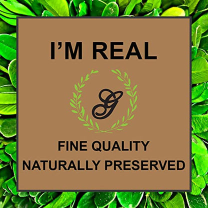 Galt International 9.5" Naturally Preserved Real Boxwood Ball in Hand-Painted Round Bulb Blue & White China Pot Planter Green Indoor Plant Home Decor (9.5" Tall Topiary) - size: Medium 9.5" Round Pot