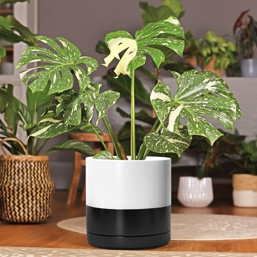 D'vine Dev 10 Inch Ceramic Planter Pot, Black White Two Tone, 94-O-E-L | Modern Cylinder Design, Drainage Hole & Saucer Included, Stable Structure, Elegant Home Accent - color: Layered Monochrome Black & White, size: Large