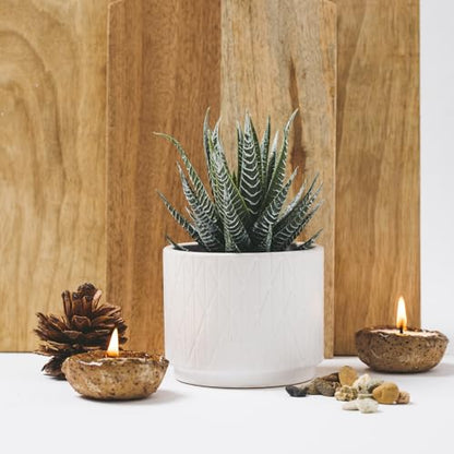 Kurrajong Farmhouse Artificial Succulent Plant in Matte White Ceramic Pot | 7" high Dark Green Aloe Plant | Great as Desk Decor or Bathroom Decor | Beautiful Realistic Faux Succulent