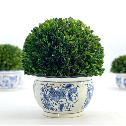 Galt International 11" Naturally Preserved Real Boxwood Ball in Hand-Painted Round Bulb Blue & White China Pot Planter Green Indoor Plant Home Decor (11" Topiary) - size: Large 11" Round Pot