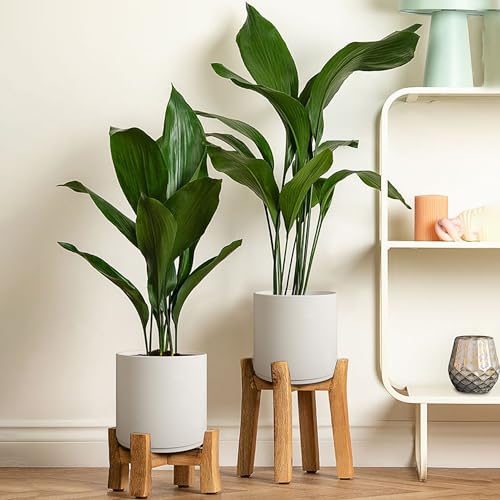 Giraffe Creation 12 Inch Cylinder Plant Pot, Modern Round Planter with Drainage Holes and Saucer, Durable Plastic Flower Pot for Indoor Outdoor Plants, White - color: White 12 Inch