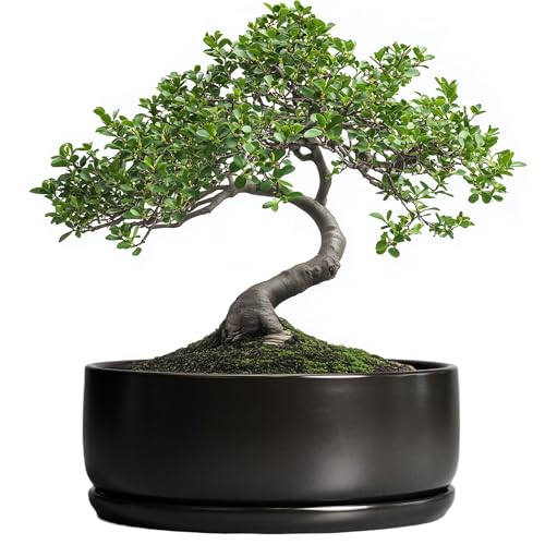 SQOWL Bonsai Pots - 8 Inch Ceramic Plant Pots for Succulents, Round Indoor Planter with Drainage Hole and Saucer, Shallow Modern Planter Bowl, Room Decor, Black - color: Matte Black