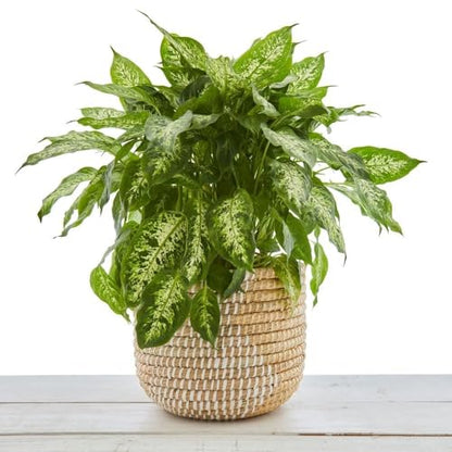 Small Grass Gold Ribbon Basket (14" Large) - size: 14" Tall