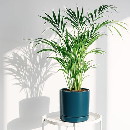 D'vine Dev 4.7 Inch & 6.5 Inch Ceramic Planter Pots for Plants with Drainage Hole and Saucer, Small Plant Pots Set, Teal, 94-G-S-9 - color: Teal, size: Small