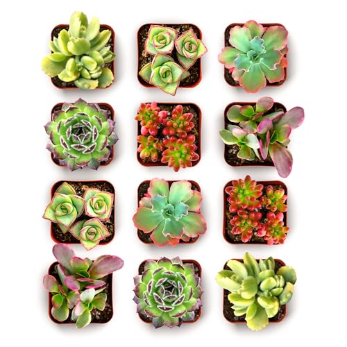 Shop Succulents Spring Beauties Bulk Succulent Plant Pack – Live Mini Succulent Plants, Bright Colorful Mix, Easy Care Houseplants – Gardening, Terrariums, Gifts & Party Favors, 2" Pots - size: 12 Pack