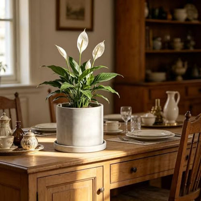 Ekirlin 6.7 Inch Indoor Plant Pot, Natural Grey Cement Standing Planters with Drain Hole & Saucer Tray, Modern Succulents Containers, Flower Pots for Home Decor, Outdoor & Garden Plants - size: 6.7 inch