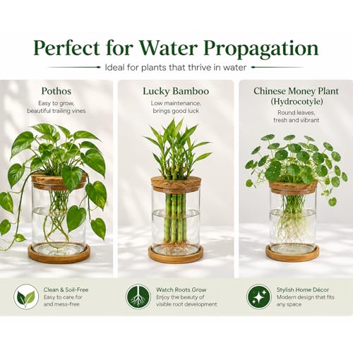 Glass Plant Propagation Stations, 2PCS | Hydroponic Vases, Wooden Lid, Bamboo Stand, Home & Office Decor