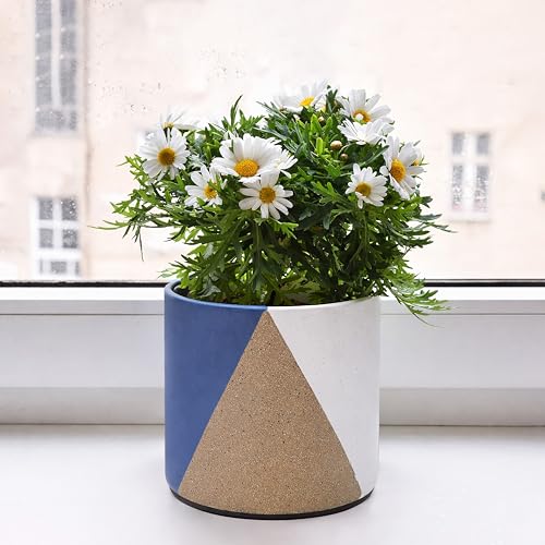 D'vine Dev 2-Pack Cachepot with Clear Pot, 6.5 in, Cobalt Canyon, 93-V-C-3 | Dual-Pot System, Root Visibility, Bottom Watering Support, Enhanced Drainage, Artistic Stoneware Design, Easy Plant Care - color: Cobalt Canyon, size: 6.5” Cachepot + 6“ Clear Gr